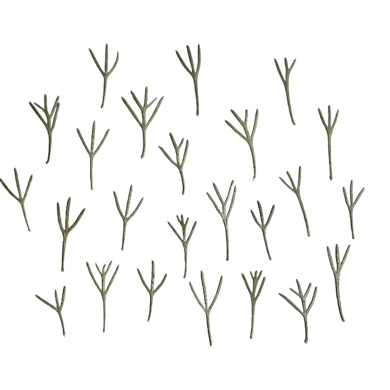 Resin Art Baby - 24 piezas, Hojas de Achillea Prensadas