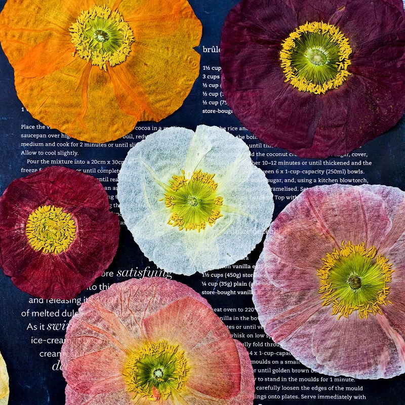 1 unidad, Flores Secas Prensad - Resin Art Baby reseña y precio