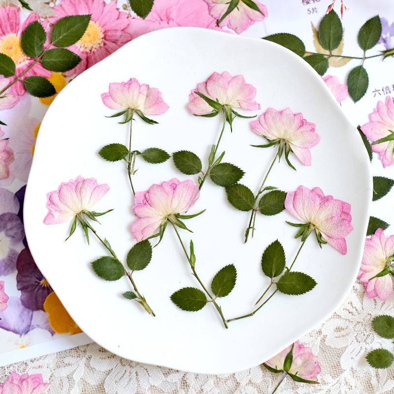 12 Piezas de Flores Secas Pren - Resin Art Baby reseña y precio
